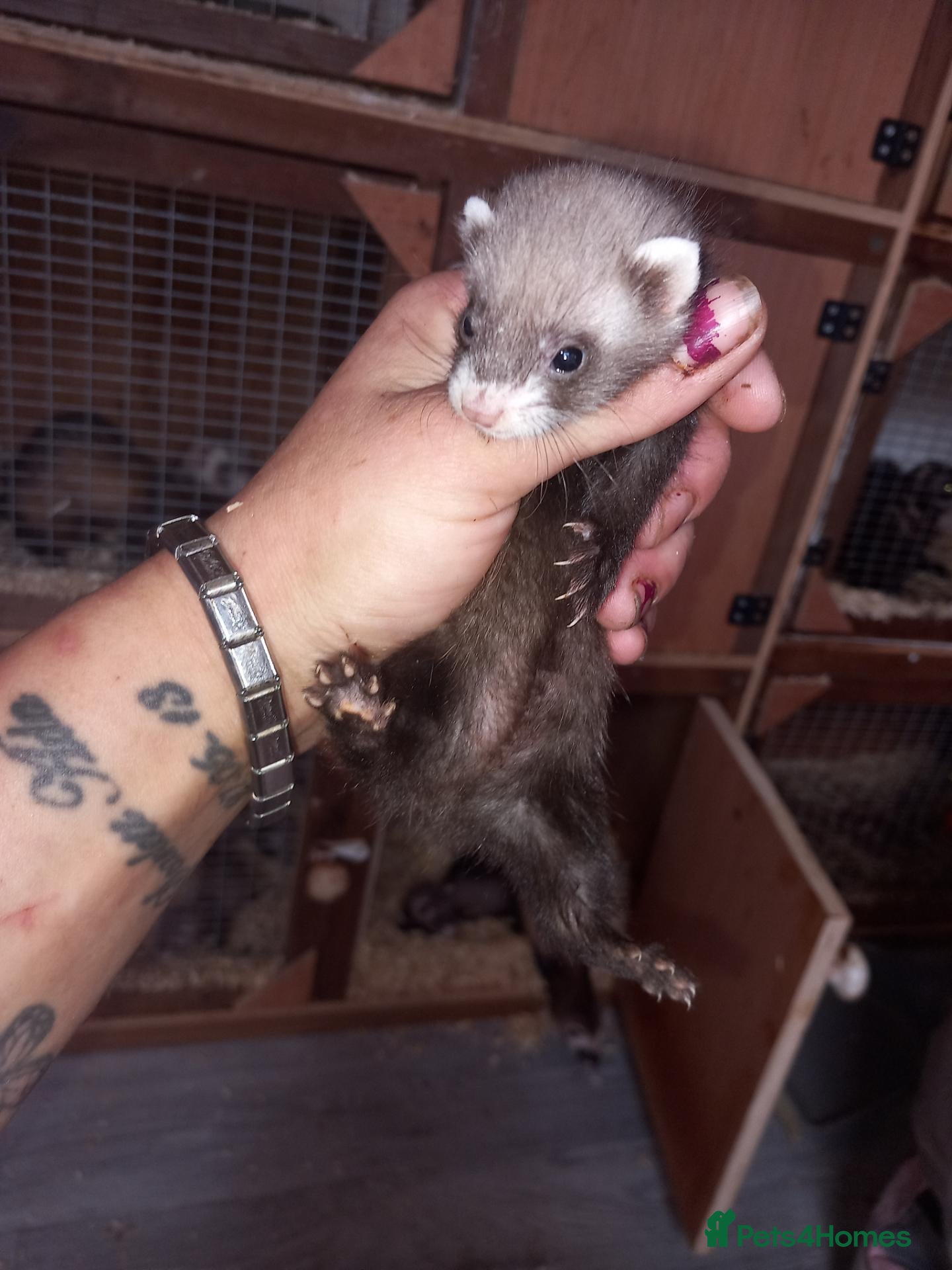 Ferret rodents 🐾genuine micro last jill🐾 - Advert 1