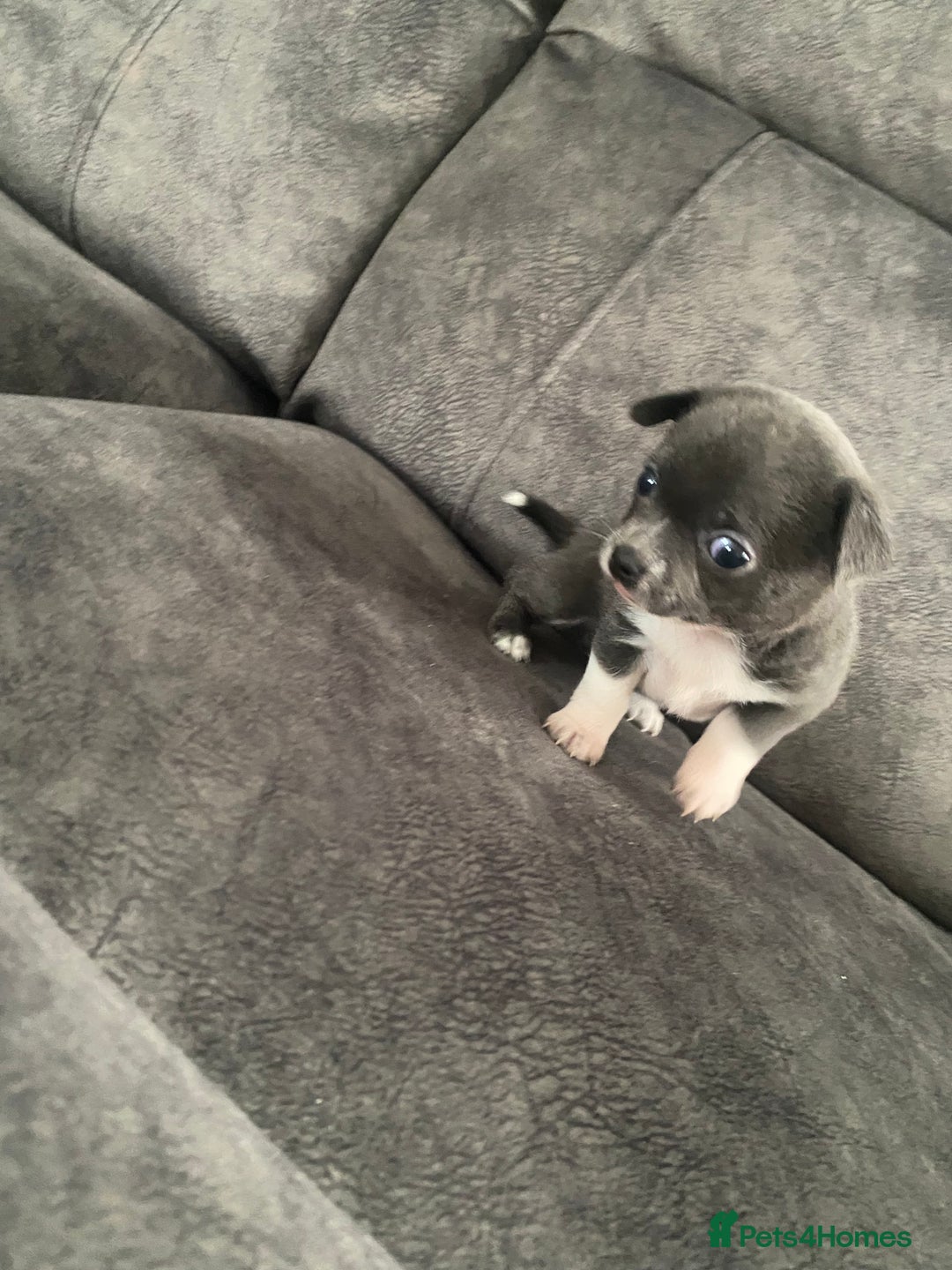 Chihuahua dogs for sale: 2 chihuahua puppies ready the 22/9/25  - Image 1