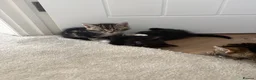 Mixed Breed cats for sale: Small litter of 3 girl kittens  - Advert 2