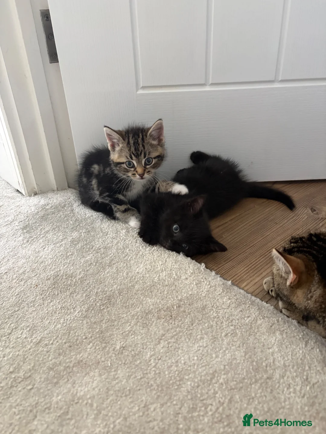 Mixed Breed cats for sale: Small litter of 3 girl kittens  - Advert 2