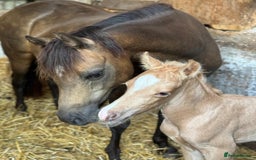 Welsh Section B horses for sale: sad sale of the most beautiful little dun mare! - Image 9
