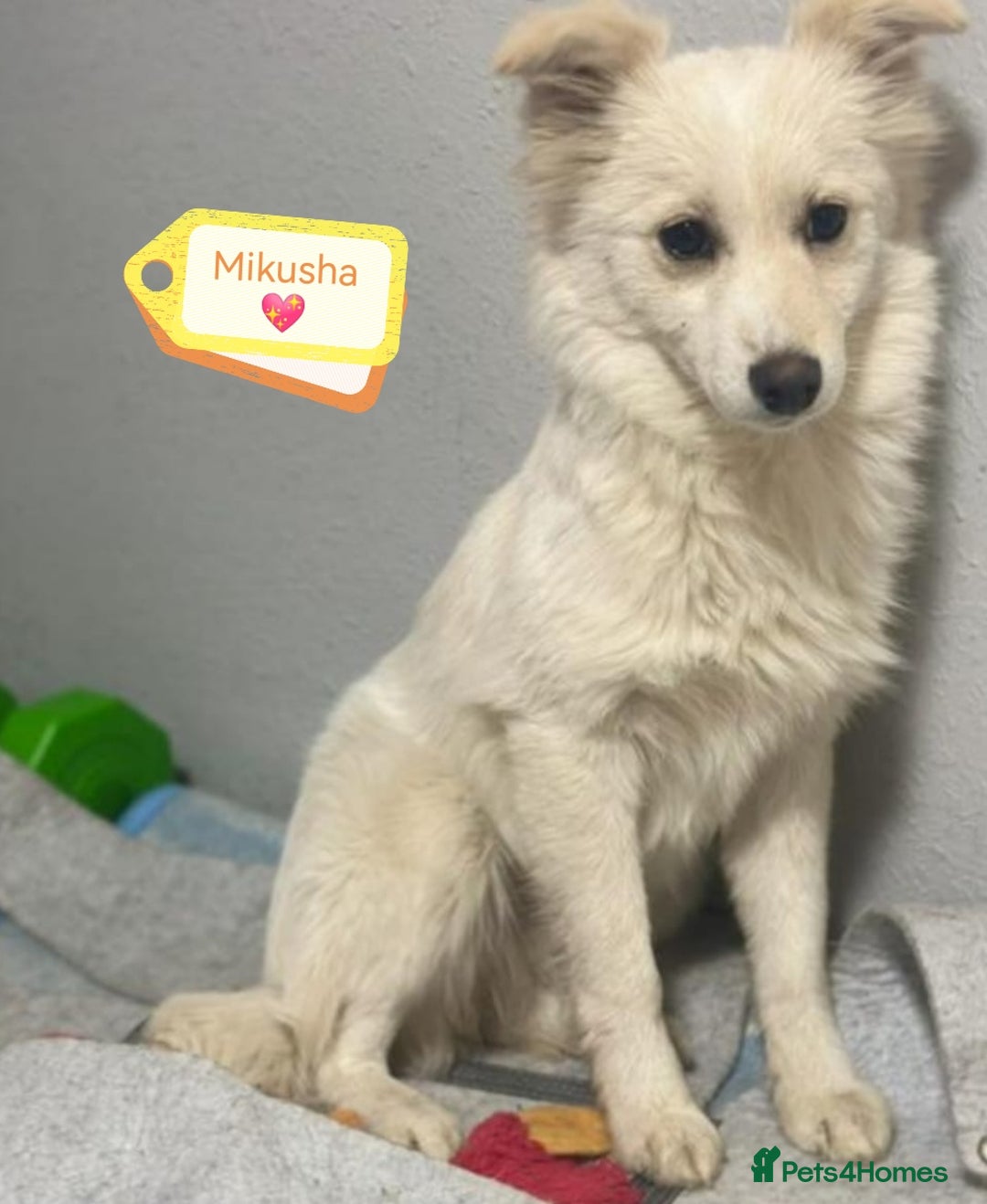 Mixed Breed dogs for adoption: 💖🐶 BESSY & MIKUSHA 💖🐶 - Advert 5