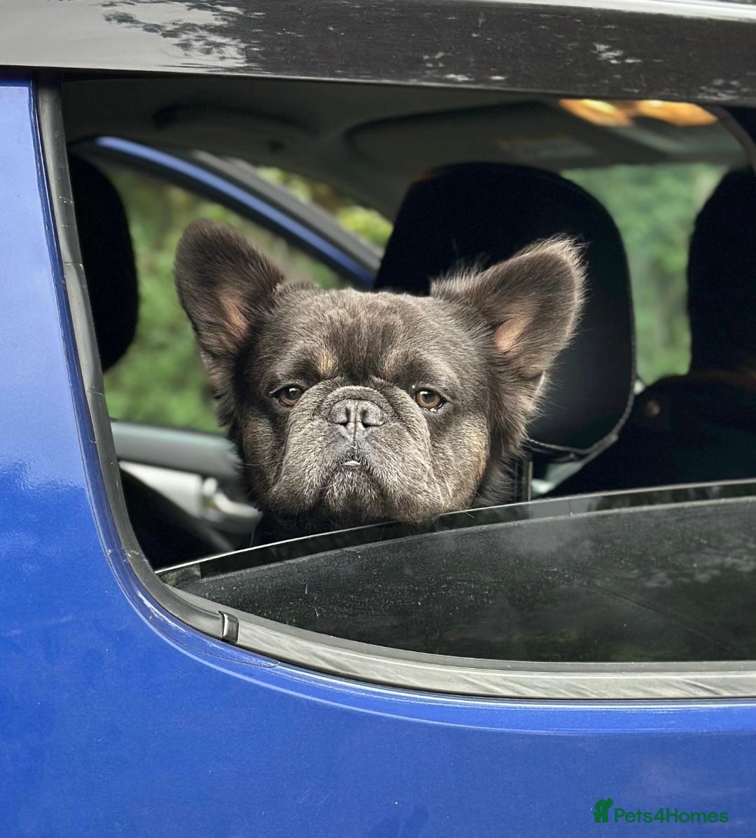 French Bulldog dogs for sale: French bulldog fluffy male  - Advert 4
