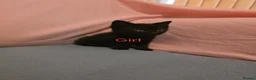 Mixed Breed cats for sale: Free - 2 all black kittens - Free - Advert 3