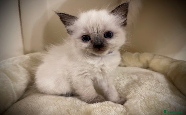 Ragdoll cats - Advert 2