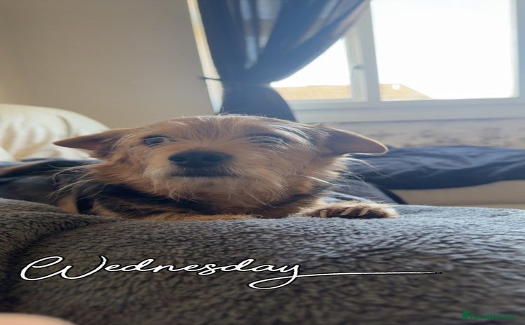 Chorkie dogs - Advert 6