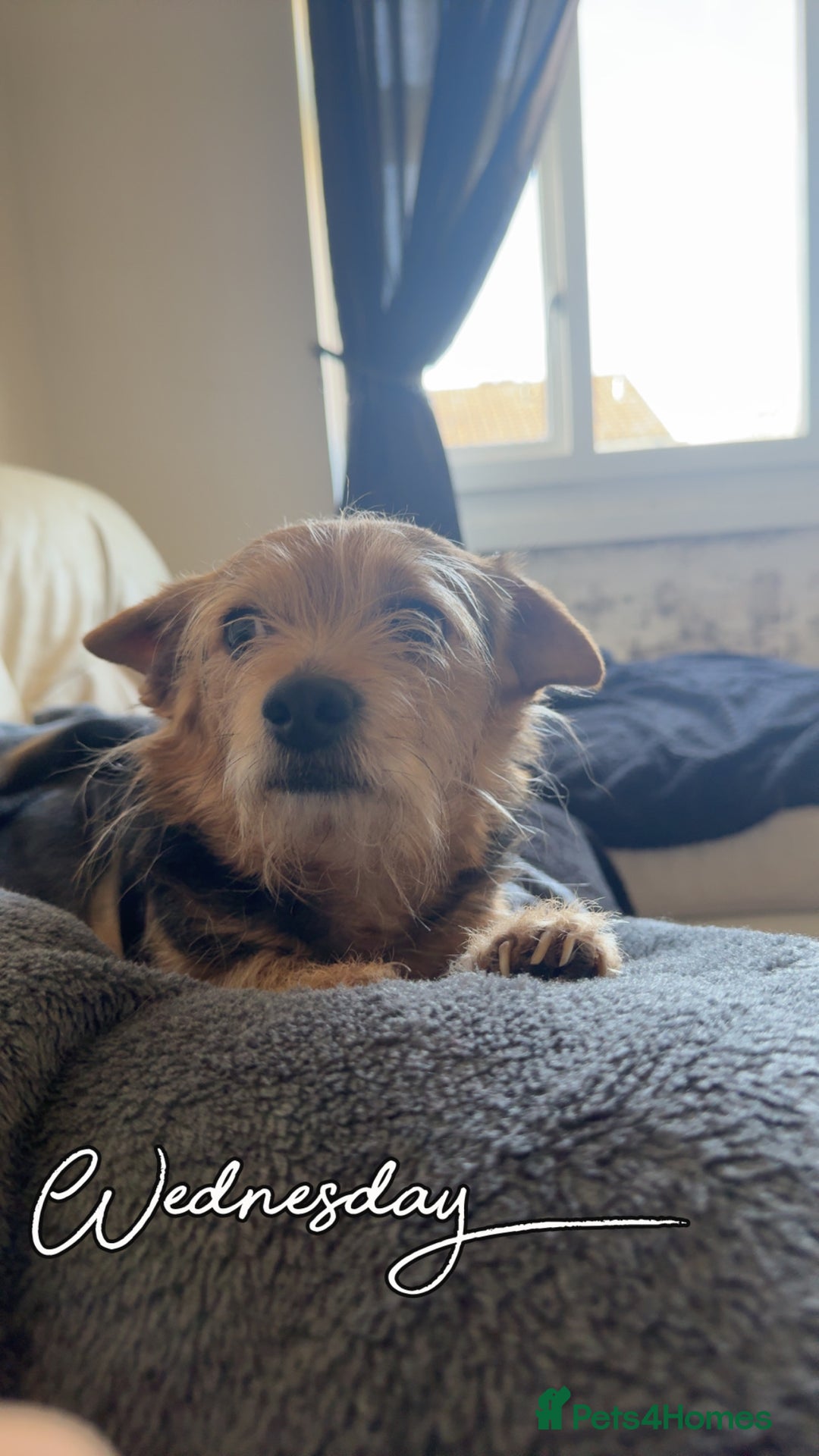 Chorkie dogs for sale: Male chorkie  - Image 1