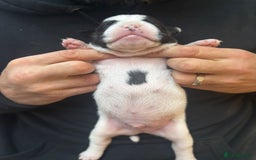 Mixed Breed dogs for sale: English Bulldog Staff Mix (Old Tyme Bulldog) - Image 11