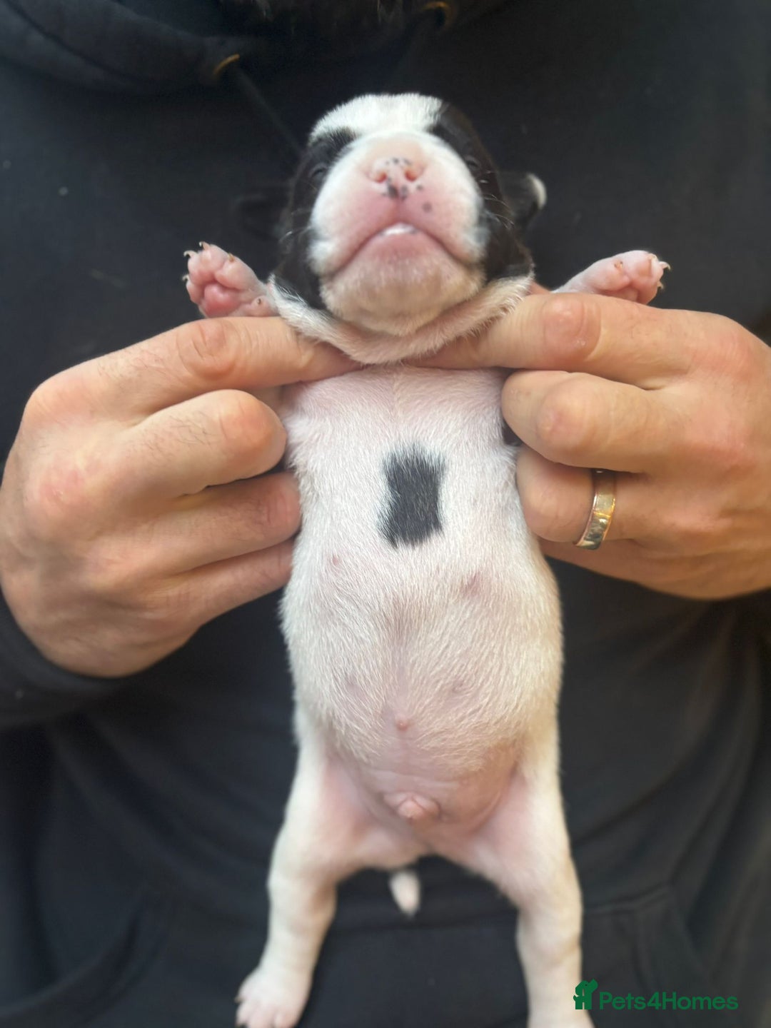 Mixed Breed dogs for sale: English Bulldog Staff Mix (Old Tyme Bulldog) - Image 11