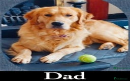 Golden Retriever dogs for sale: Gorgeous K/C Golden Retriever Puppies - Image 12