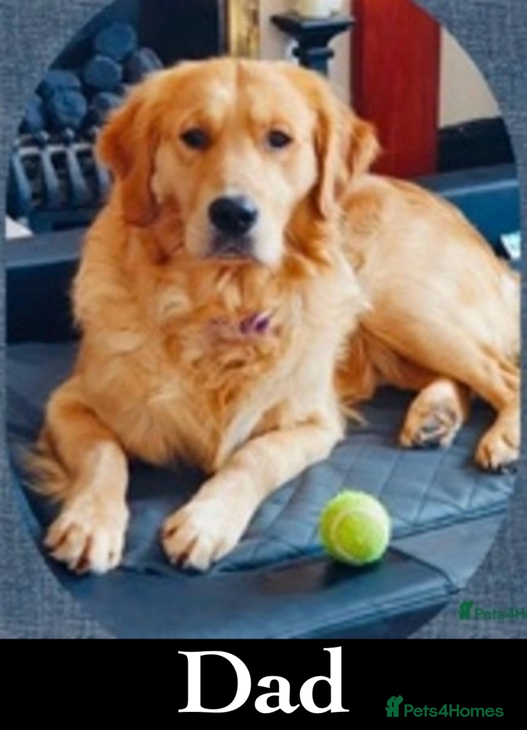 Golden Retriever dogs for sale: Gorgeous K/C Golden Retriever Puppies - Image 12