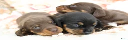 Miniature Dachshund dogs for sale: KC Miniature Dachshund Puppies - Advert 7