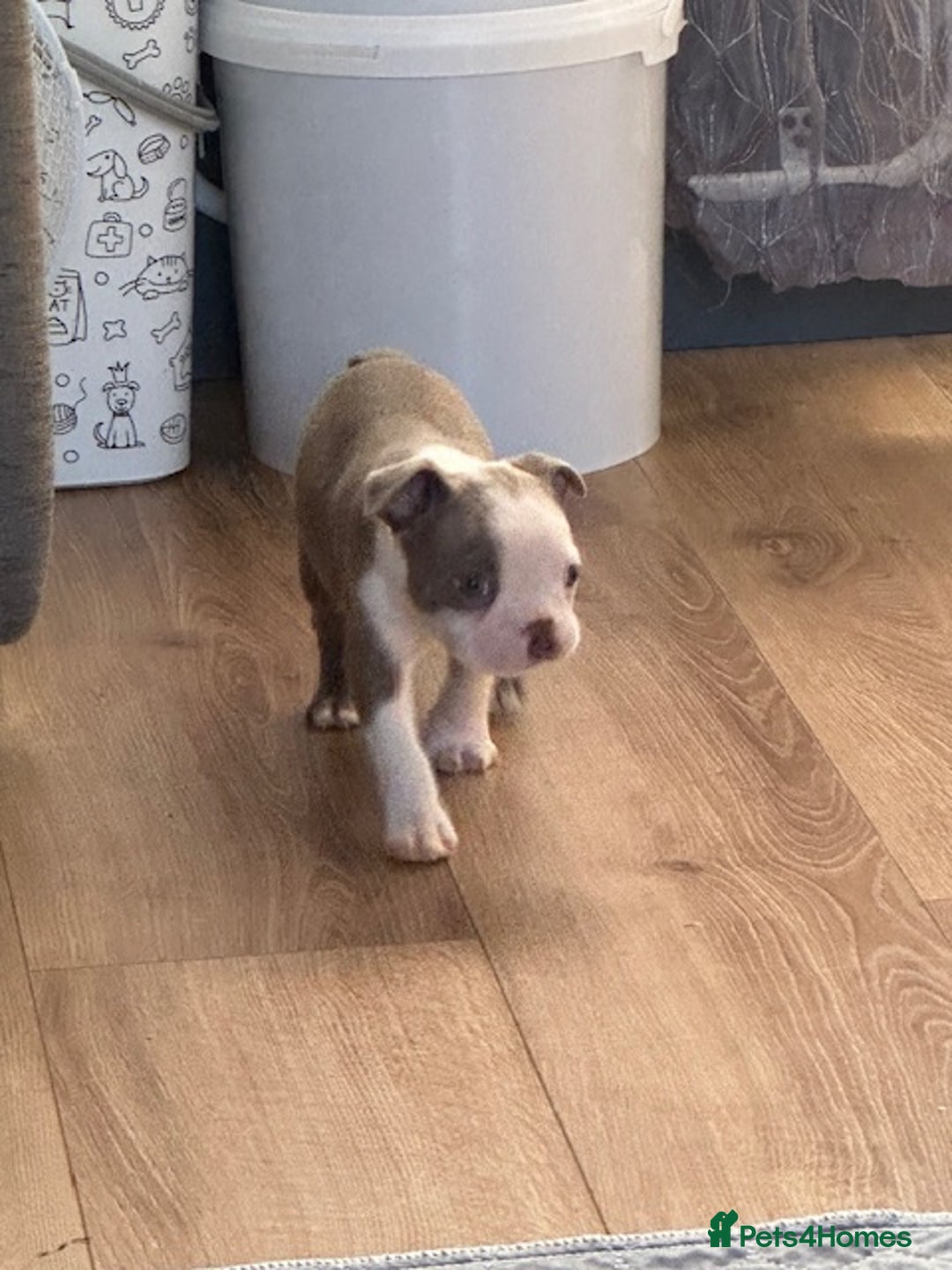 Boston Terrier dogs for sale: Adorable Boston Terrier Puppies – Kennel Club Reg - Image 8