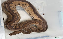 Snake reptiles for sale: Royal python adults  - Image 3