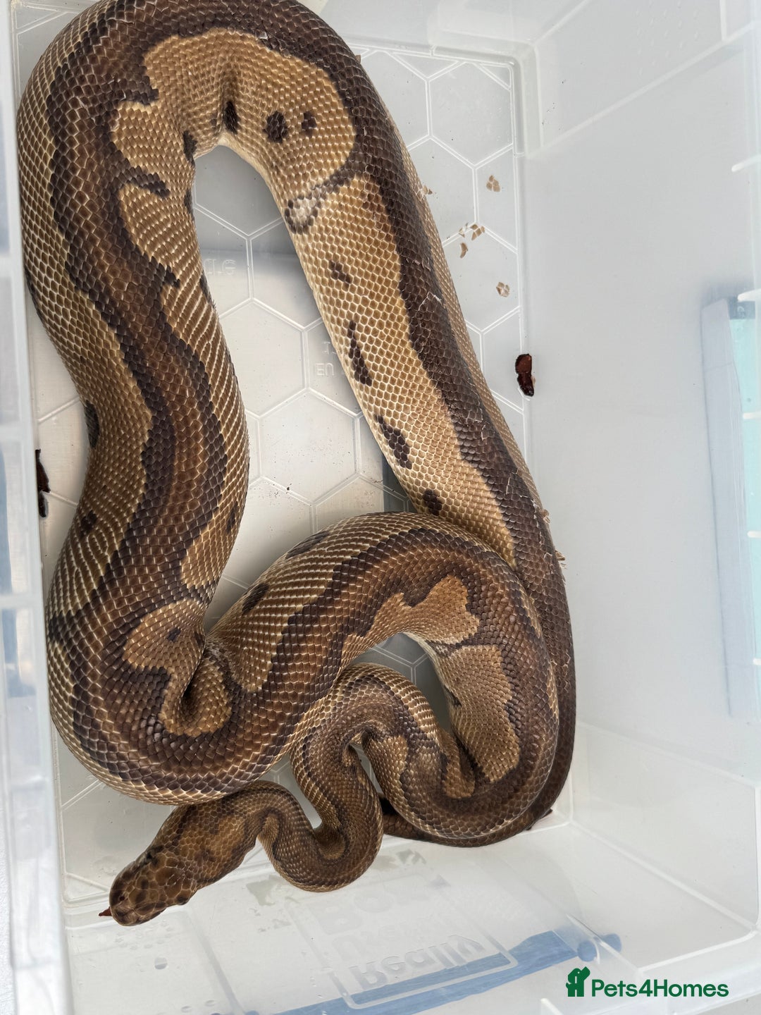 Snake reptiles for sale: Royal python adults  - Image 3