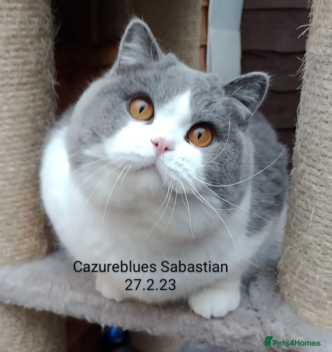 British Shorthair cats for stud: Gccf Active Lilac Stud Blood B NO LH in Manchester - Image 16