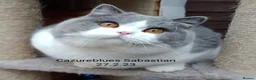 British Shorthair cats for stud: Gccf Studs Blue Lilac Blue White bi Cream White   in Manchester - Advert 9