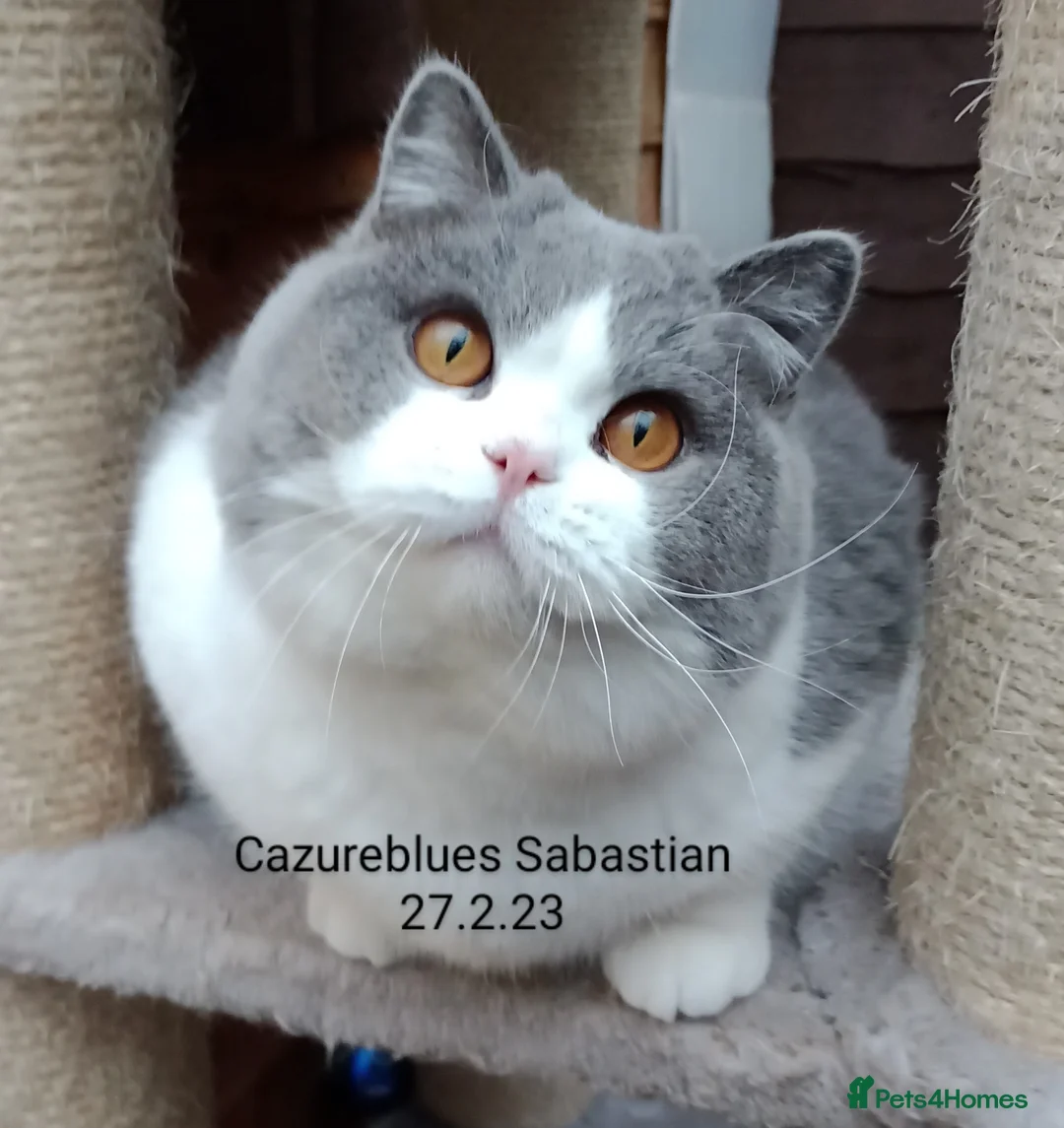 British Shorthair cats for stud: Gccf Studs Blue Lilac Blue White bi Cream White   in Manchester - Advert 9