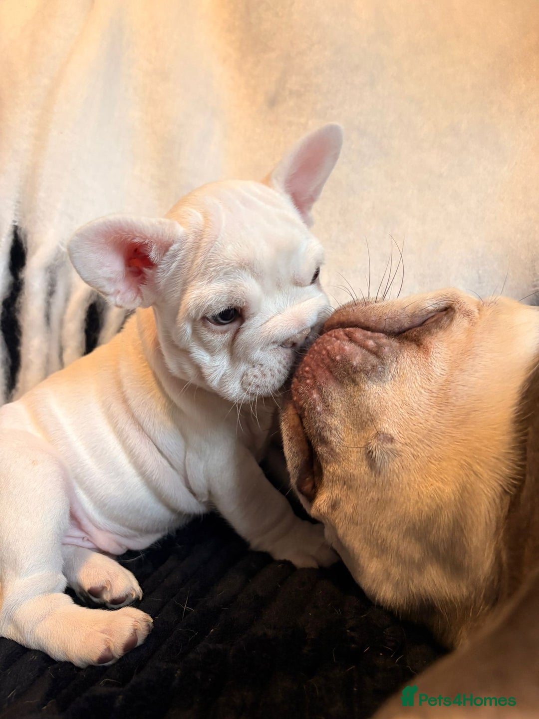 French Bulldog dogs for sale: 5 French bulldog puppies. Pied fluffy - Advert 14