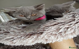 Brazilian Shorthair cats for sale: Beautiful blues Bristh short hair - Image 20