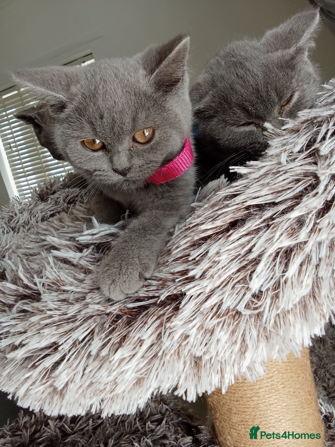 Brazilian Shorthair cats for sale: Beautiful blues Bristh short hair - Image 20