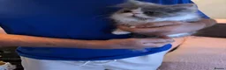 Persian cats for sale: 2 full pedigree GCCF registered Persian kittens  - Advert 7