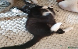 British Shorthair cats for sale: Cute black and white male kitten half BSH/tabby - Image 5