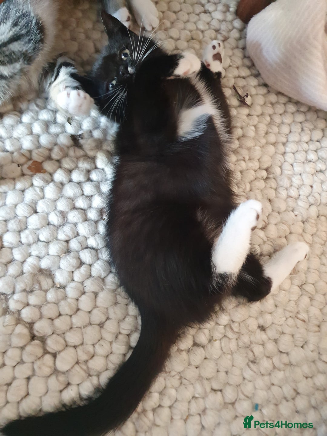 British Shorthair cats for sale: Cute black and white male kitten half BSH/tabby - Image 5