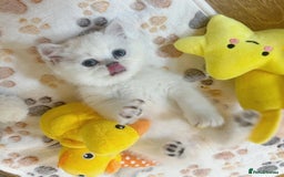 British Longhair cats for sale: 5 Beautiful blue eyed British Shorthair in London - Image 13