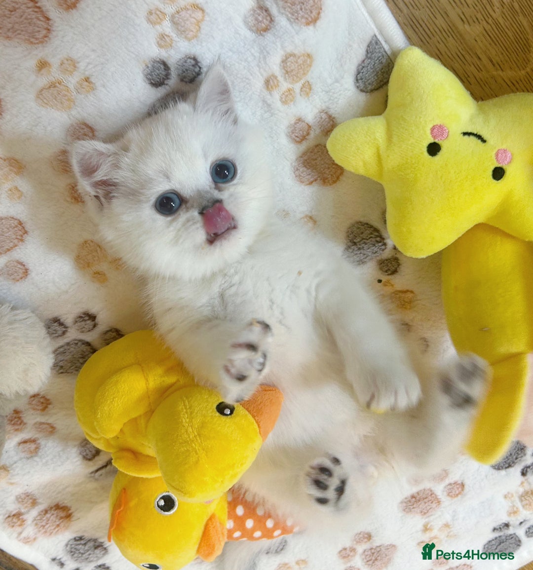 British Longhair cats for sale: 5 Beautiful blue eyed British Shorthair in London - Image 13