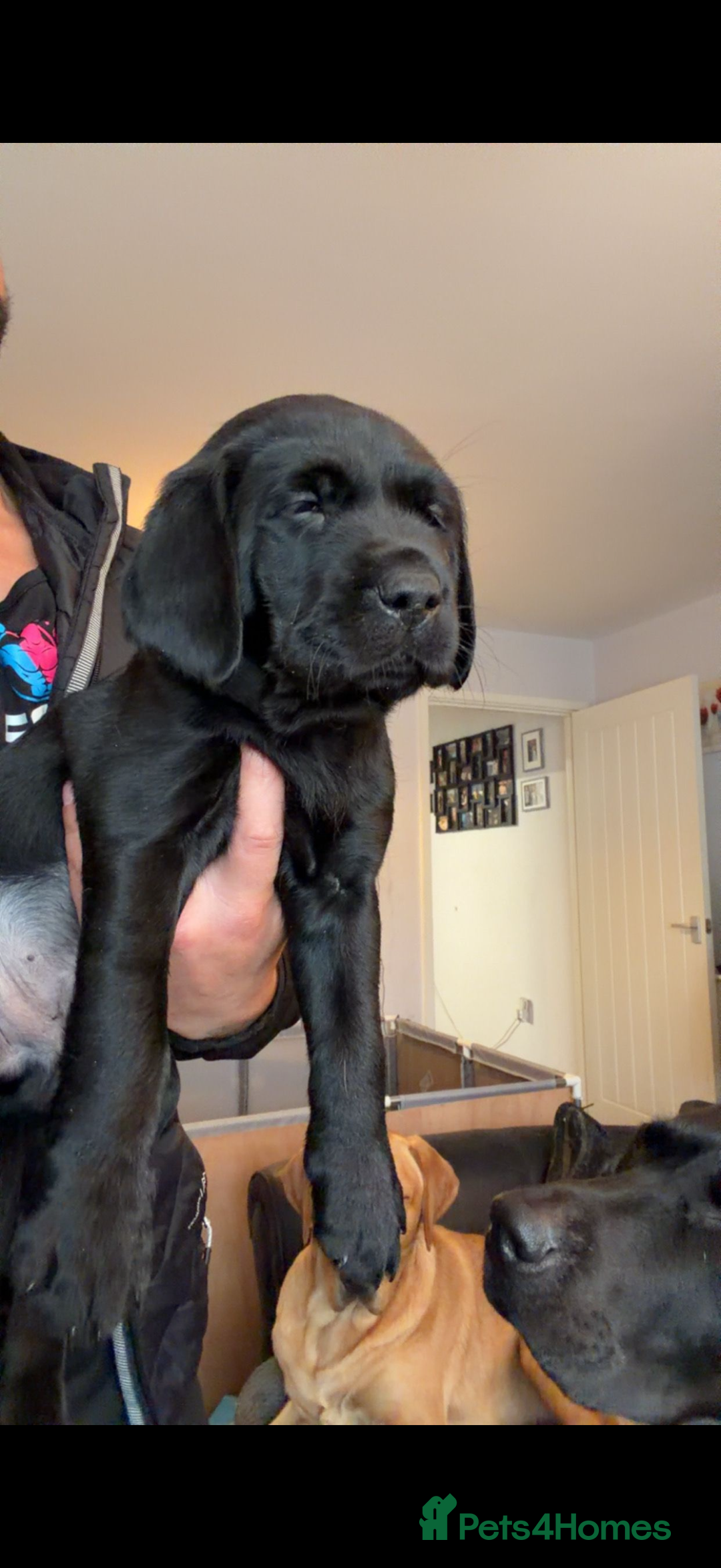 Labrador Retriever dogs for sale: 3 Black Labrador puppies from a litter of 10!! - Advert 4