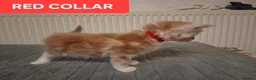 Maine Coon cats for sale: 3 GINGER MAINE COON  KITTENS in Wolverhampton - Advert 17