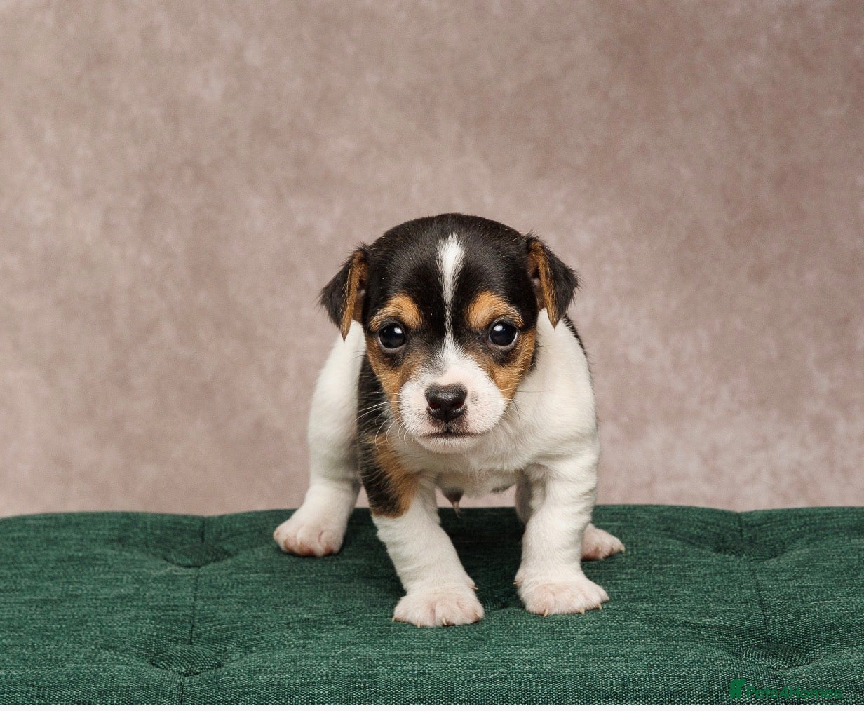 Jack Russell dogs Small Jack Russell pup available  - Advert 4