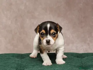 Jack Russell dogs Small Jack Russell pup available - Advert 4