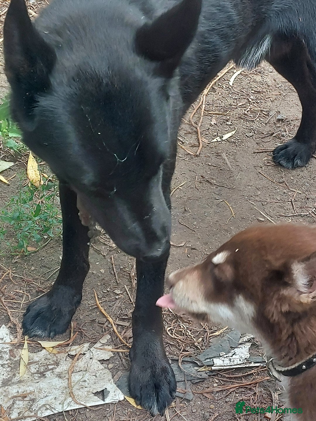 Mixed Breed dogs for sale: Husky Labrador cross puppies  - Image 10