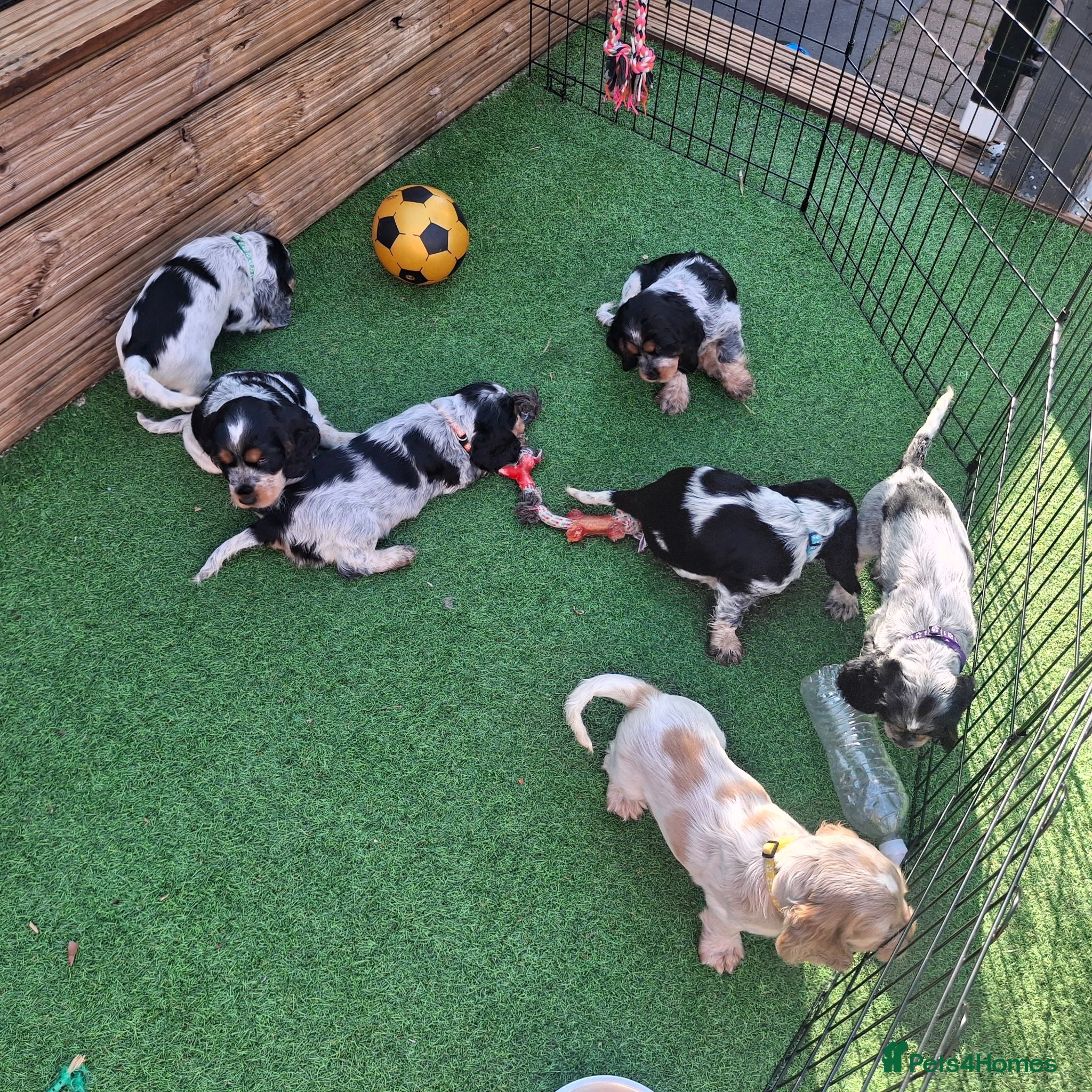 Cocker Spaniel dogs 🏡UNIQUE SHOW COCKER SPANIELS PUPPIES 🐶  - Advert 2
