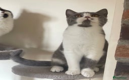 British Shorthair cats for sale: Pedigree British Shorthair Male Kittens - GCCF  - Image 1