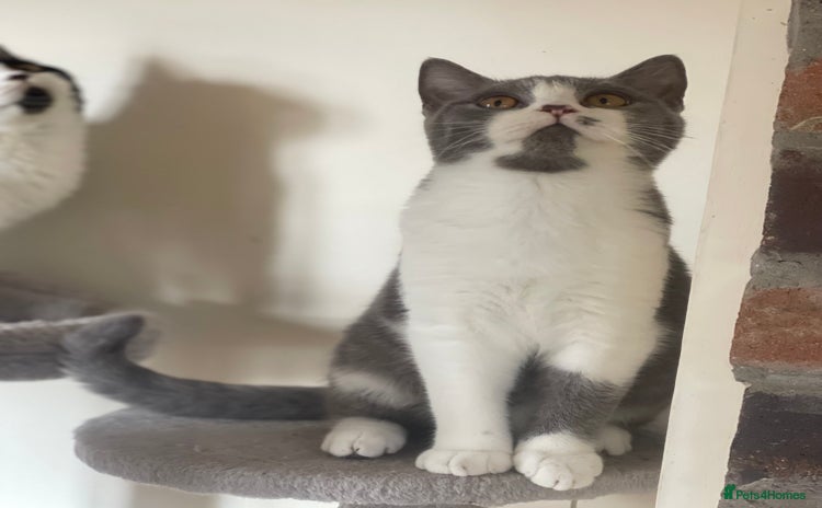 British Shorthair cats - Advert 9