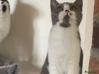 British Shorthair cats - Advert 16