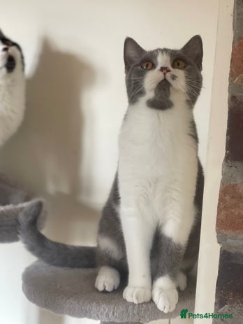British Shorthair cats - Advert 10