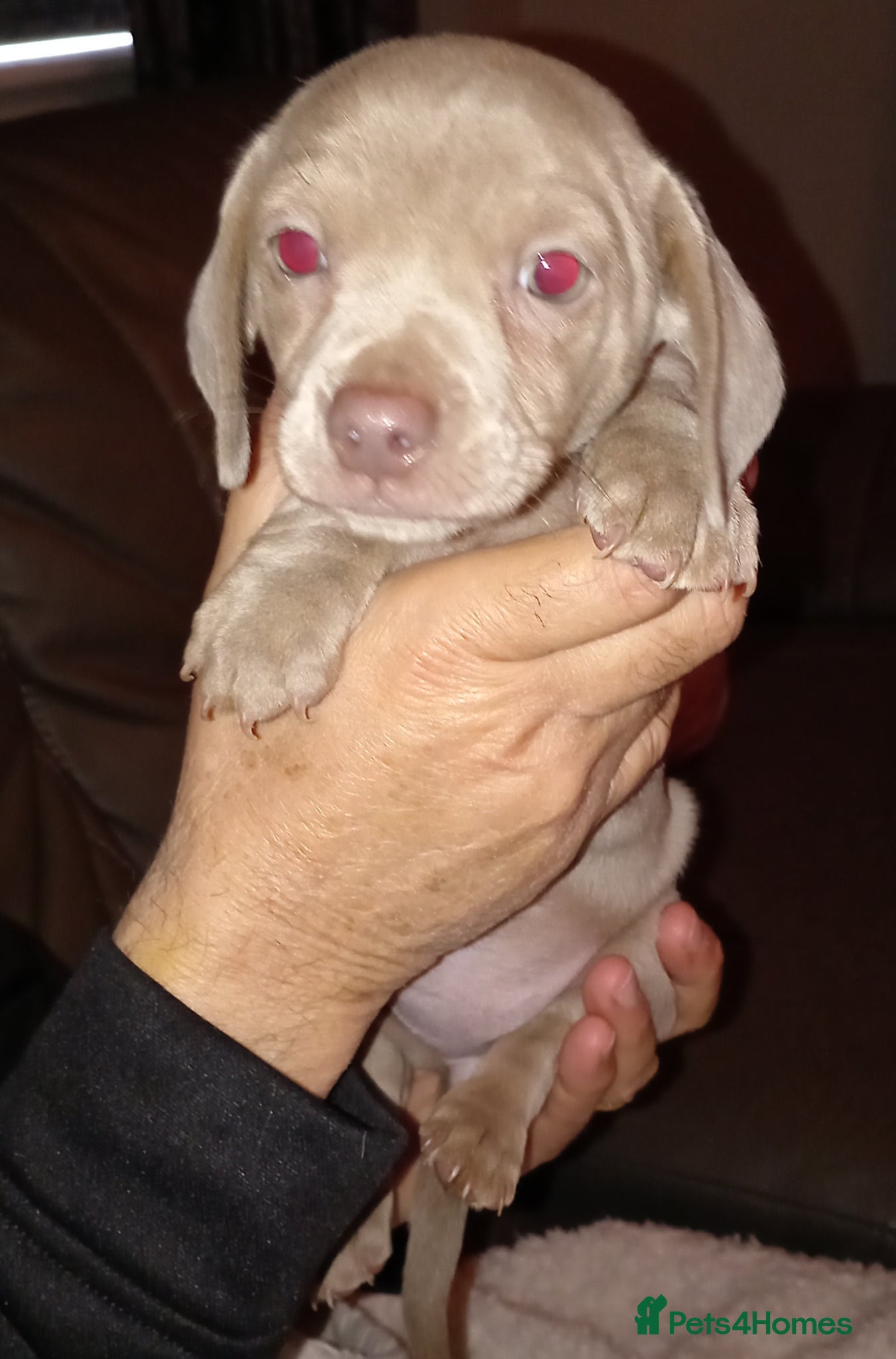 Chiweenie dogs Beautiful Chiweenies - Advert 2