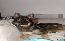 Mixed Breed dogs for sale: 3 year old German Shepard Akita mix male - Image 4