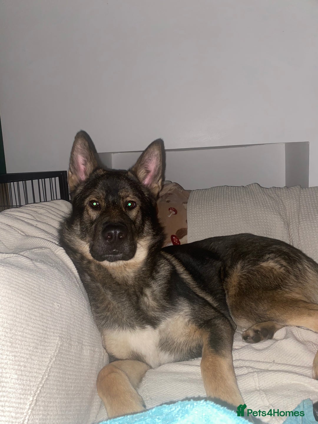 Mixed Breed dogs for sale: 3 year old German Shepard Akita mix male - Image 4
