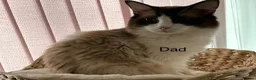 Ragdoll cats for sale: Blue Point & Choc Point Pure Bicolour Ragdolls - Advert 10