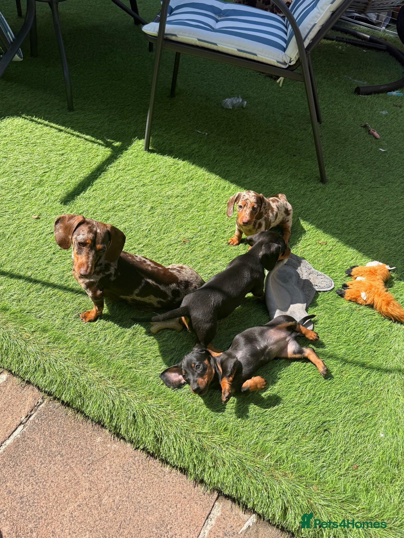 Miniature Dachshund dogs Miniature dachshund  - Advert 1