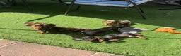 Miniature Dachshund dogs for sale: Miniature dachshund  - Advert 1