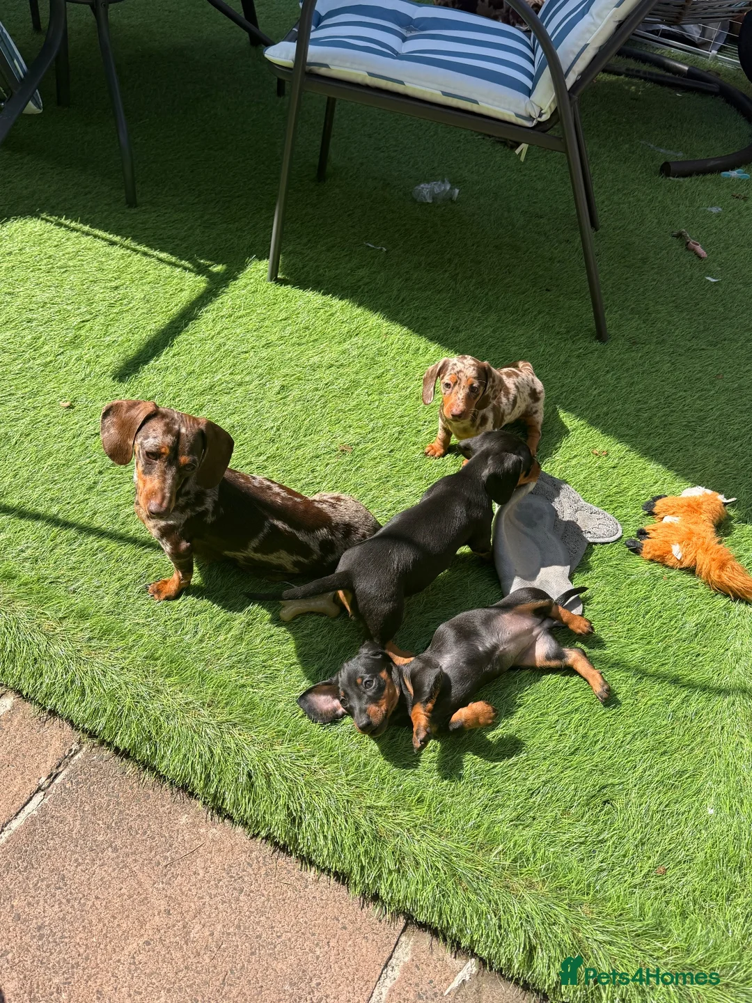 Miniature Dachshund dogs for sale: Miniature dachshund  - Advert 1