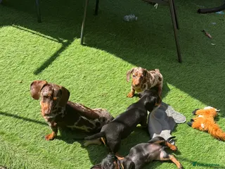 Miniature Dachshund dogs Miniature dachshund - Advert 5