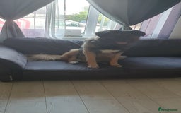 Caucasian Shepherd Dog dogs for sale: 5 year old male - Image 1