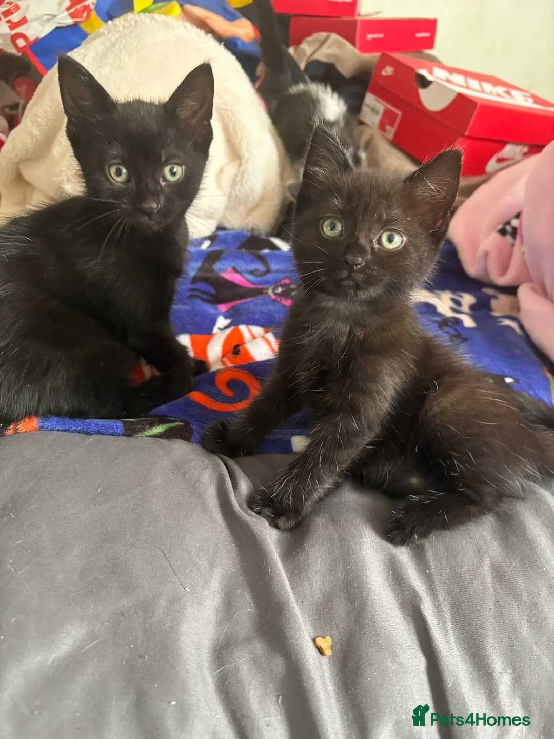 Mixed Breed cats for sale: Scottish fold/domestic short hair  in Basildon - Advert 1